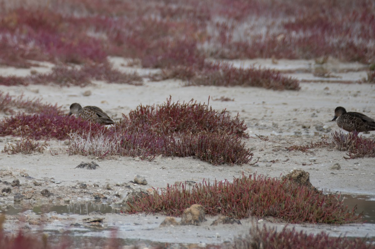 Pacific Black Duck - ML621426905