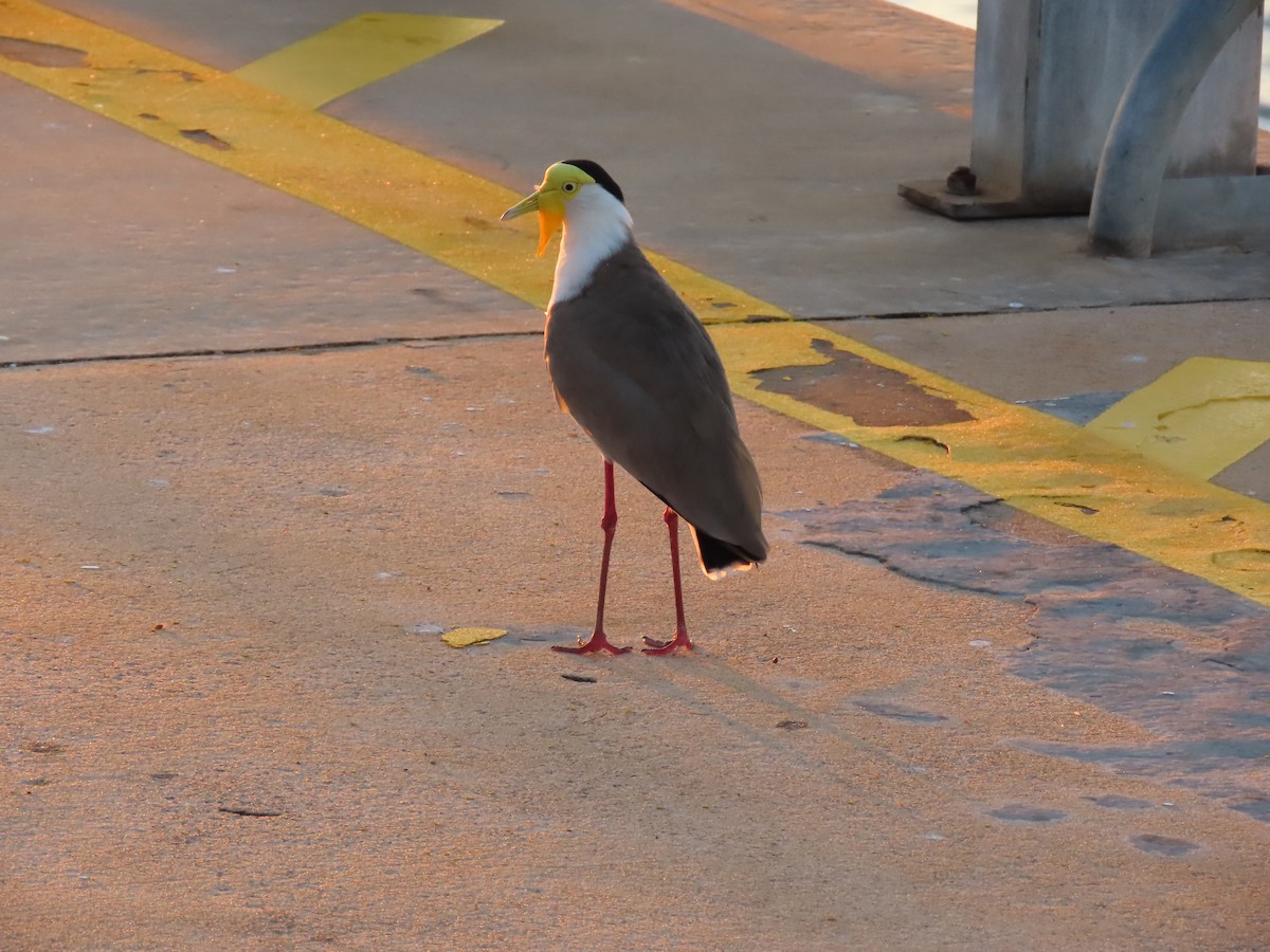 Masked Lapwing - ML621426906