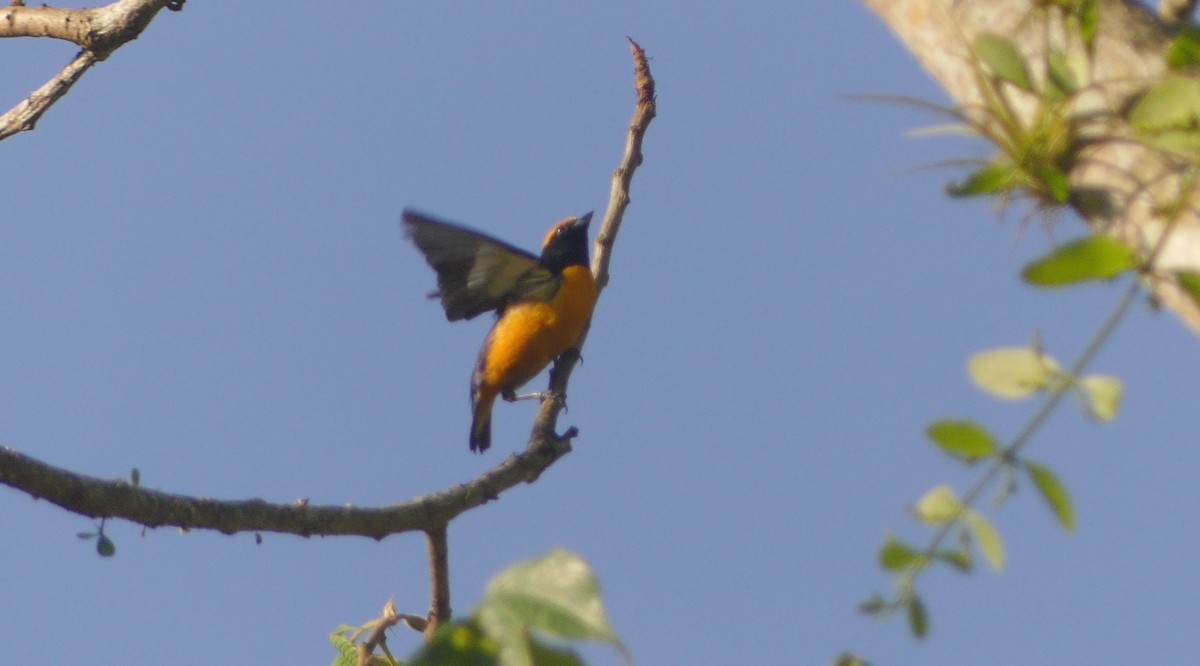 Orange-crowned Euphonia - ML621426952