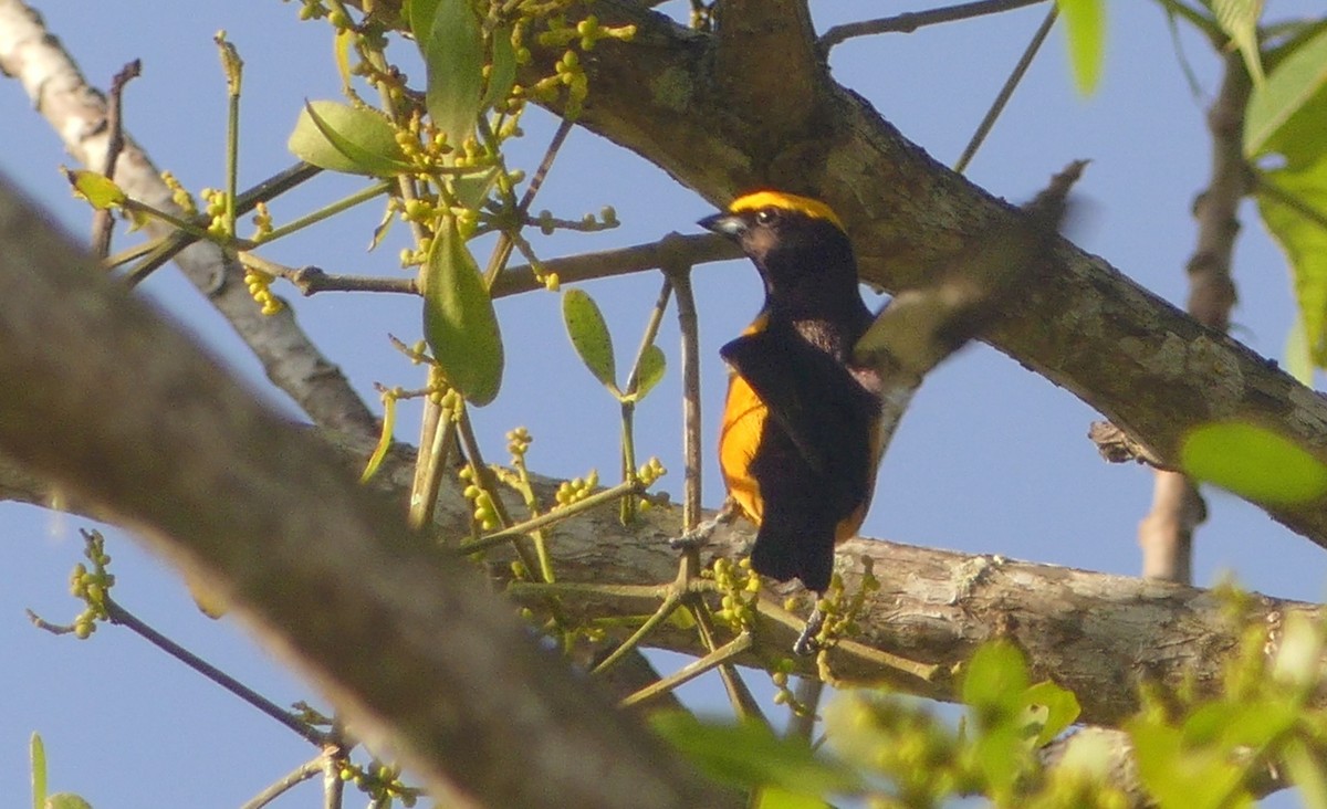 Orange-crowned Euphonia - ML621426954