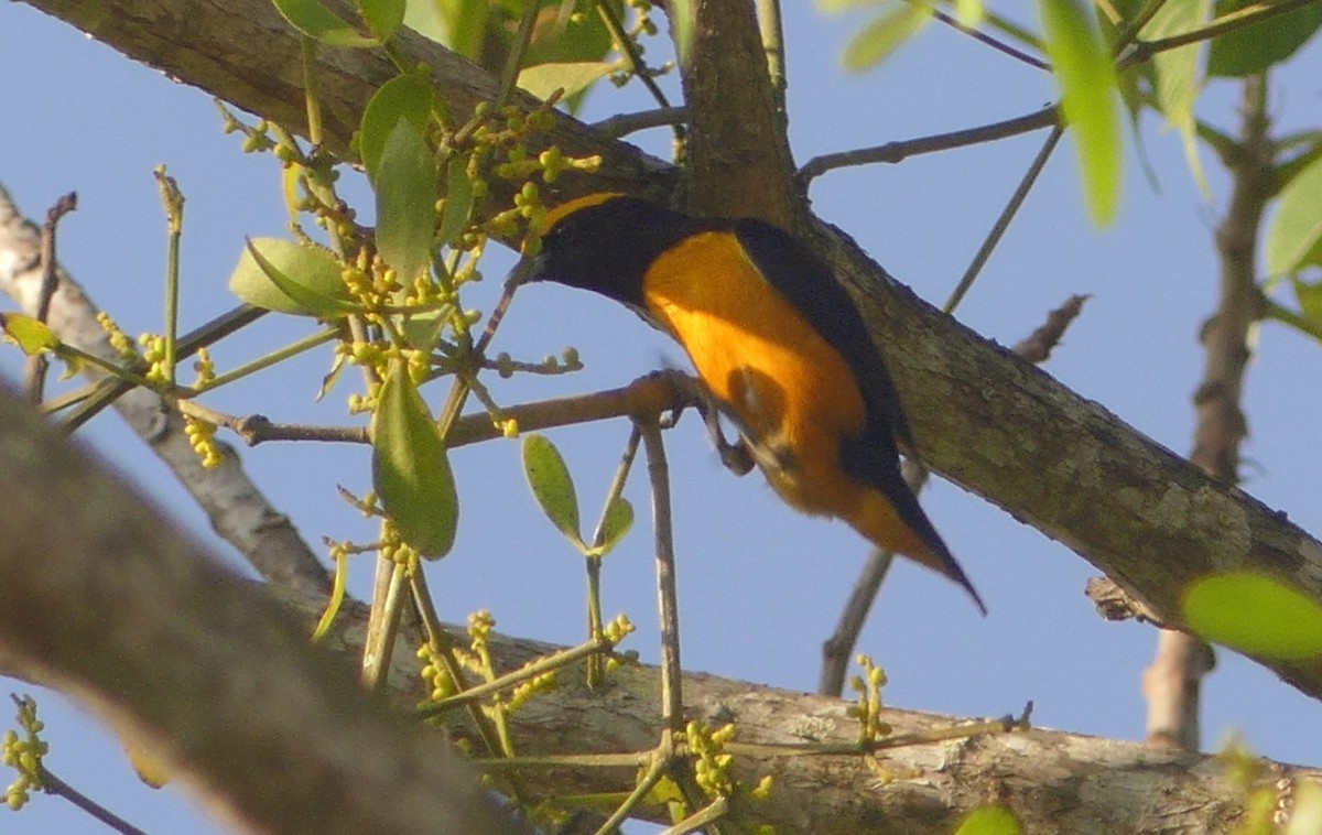 Orange-crowned Euphonia - ML621426955