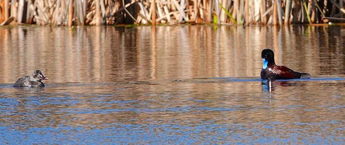 Blue-billed Duck - ML621426962