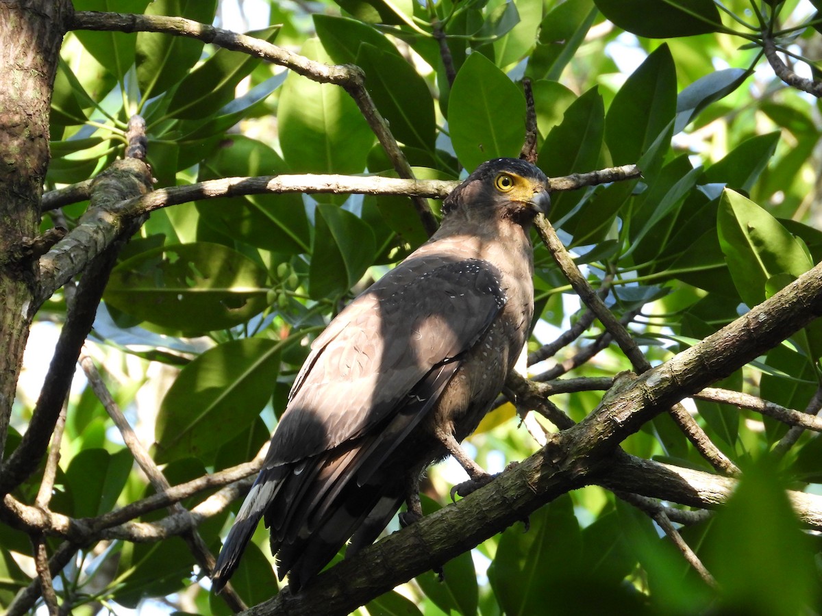Crested Serpent-Eagle - ML621427006