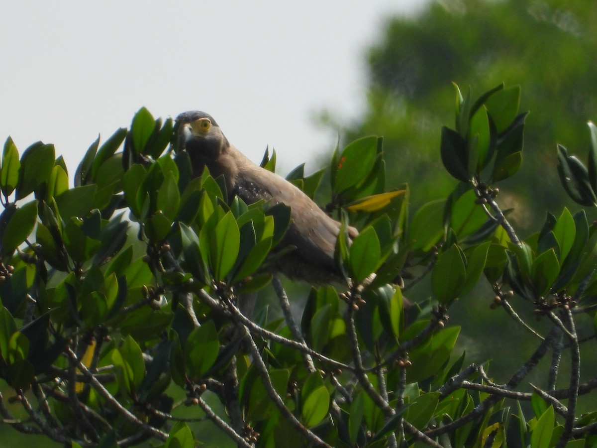 Crested Serpent-Eagle - ML621427007