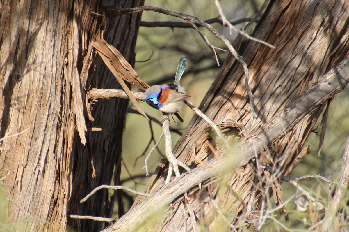 Purple-backed Fairywren - ML621427058