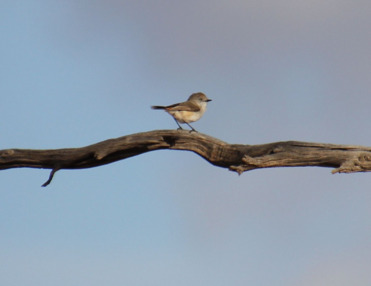 Chestnut-rumped Thornbill - ML621427059
