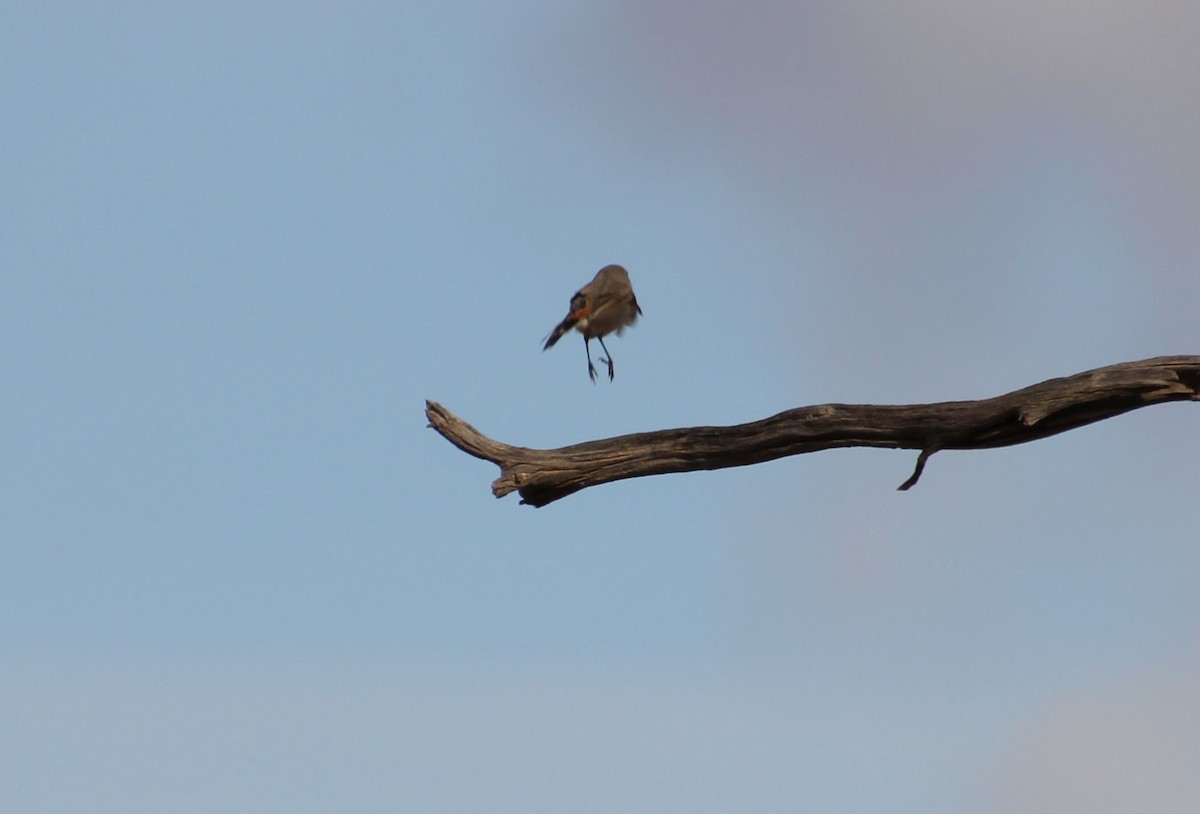 Chestnut-rumped Thornbill - ML621427060