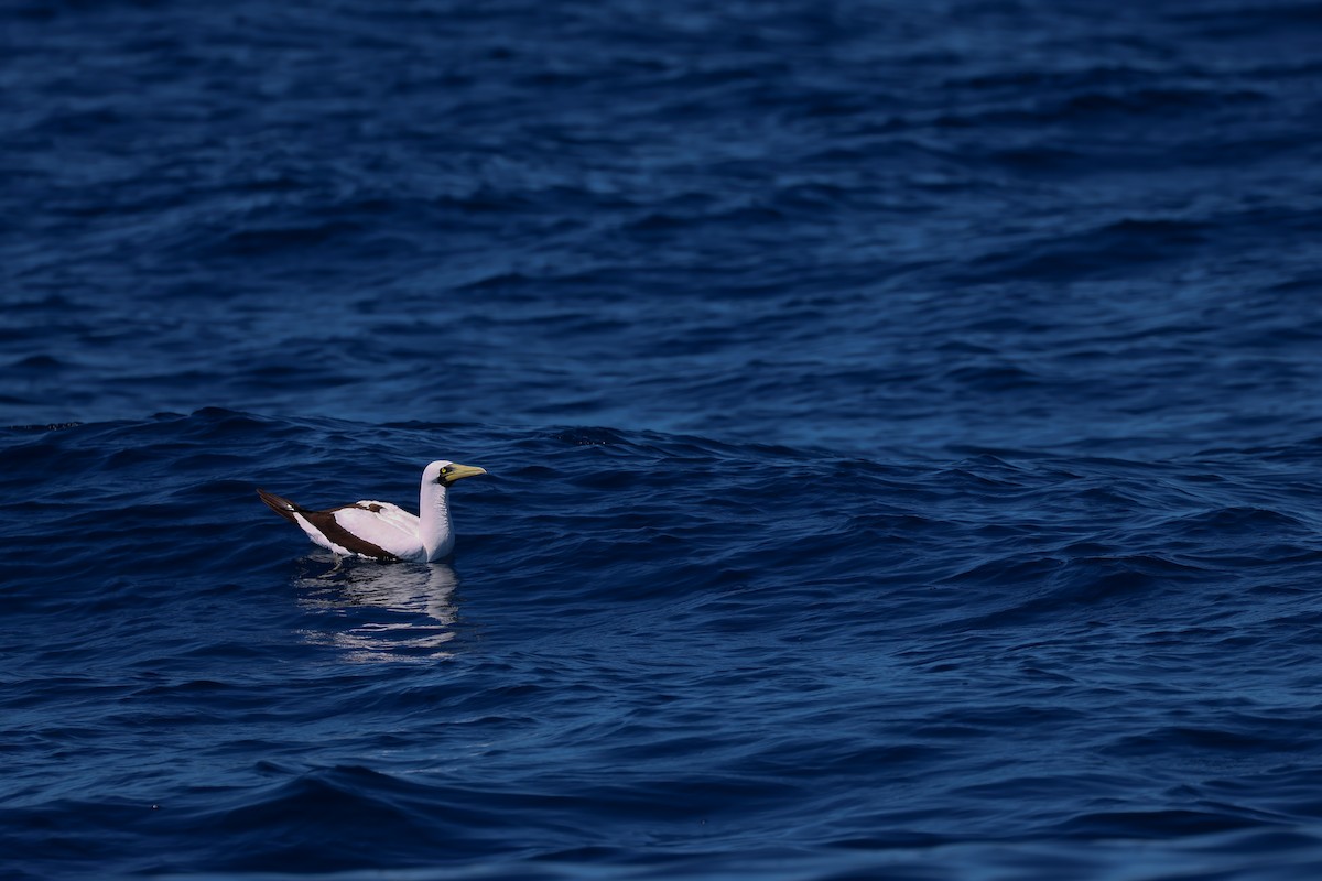 Masked Booby - ML621427106