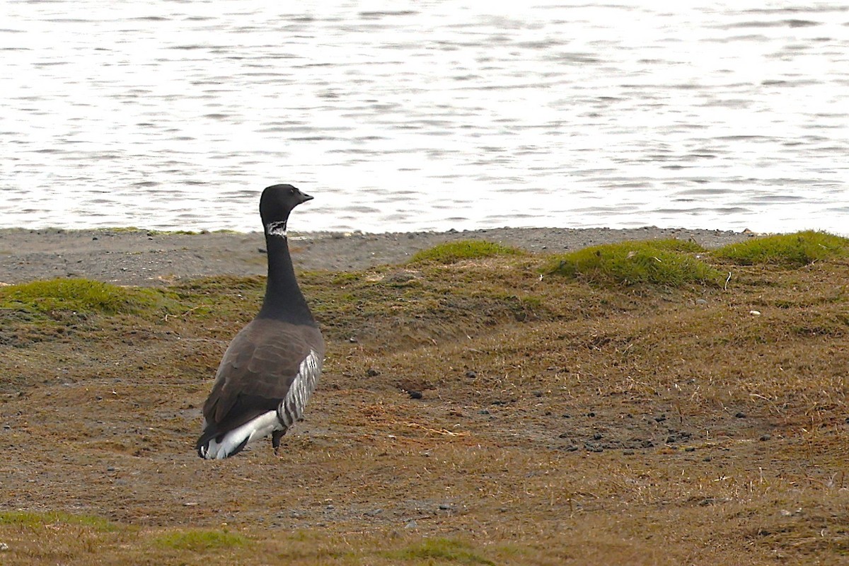 Brant - ML621427133