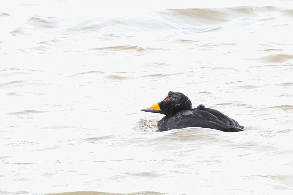 Black Scoter - ML621427140