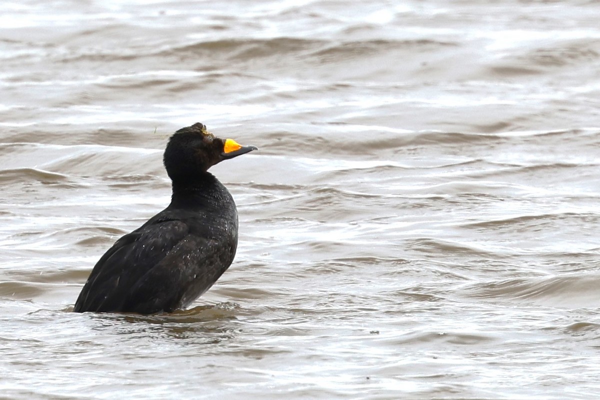 Black Scoter - ML621427142