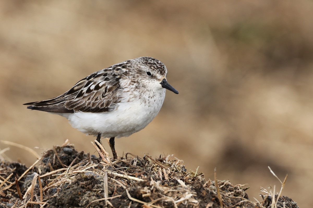 Semipalmated Sandpiper - JOEL STEPHENS