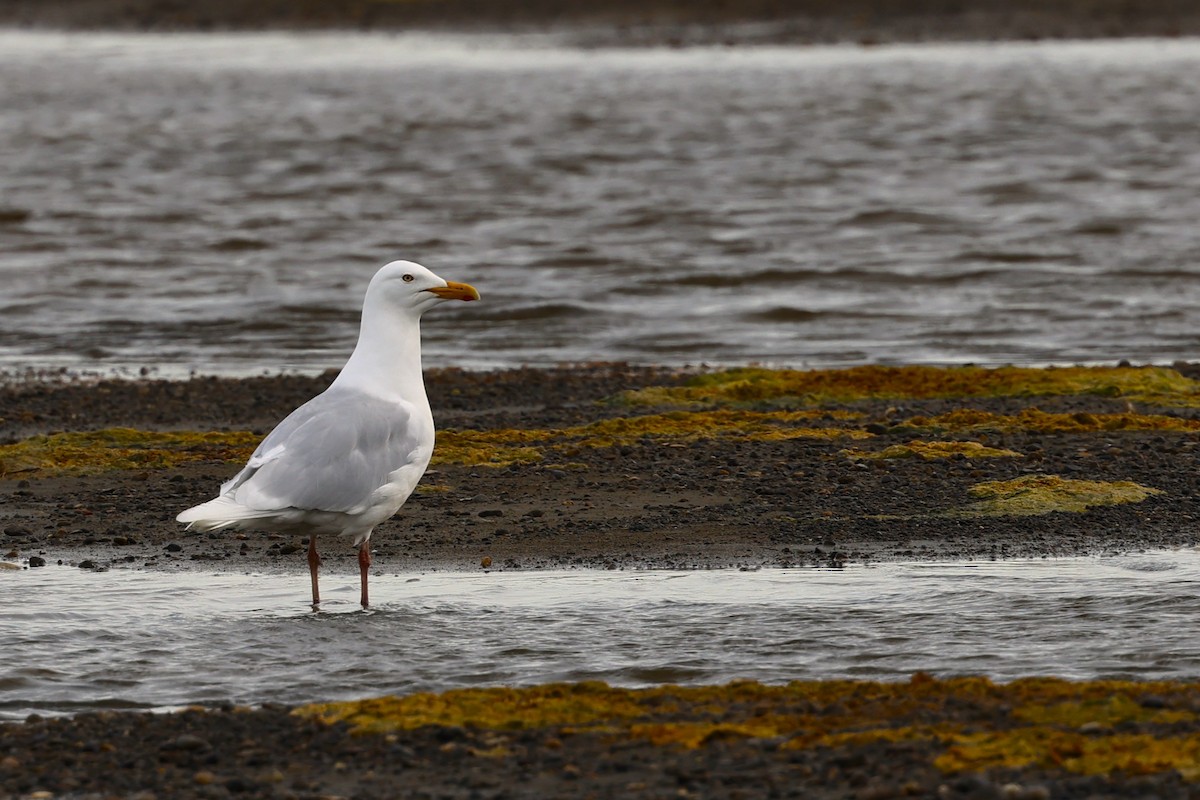 Glaucous Gull - ML621427157