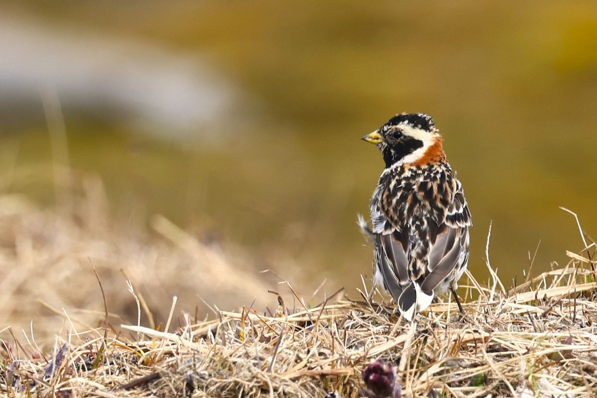 Lapland Longspur - ML621427158