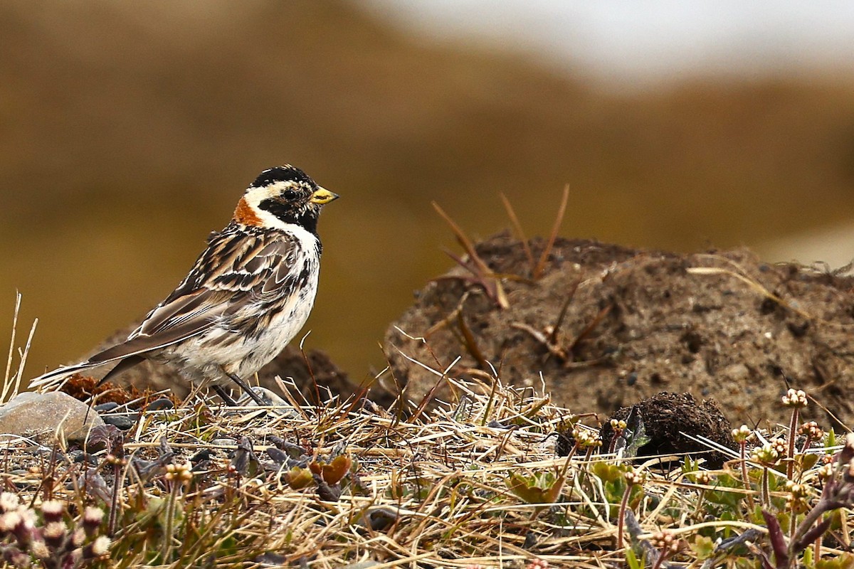 Lapland Longspur - ML621427159