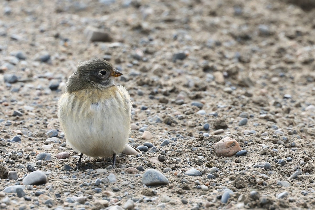 Snow Bunting - ML621427160