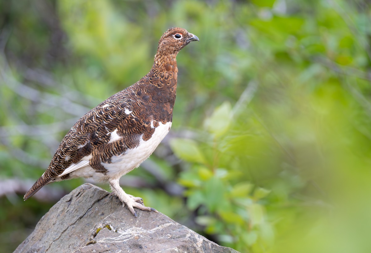 Moorschneehuhn [lagopus-Gruppe] - ML621427274