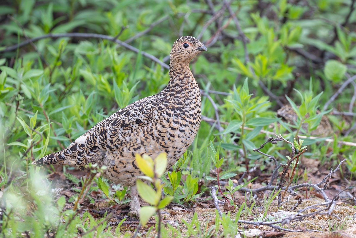 Moorschneehuhn [lagopus-Gruppe] - ML621427275