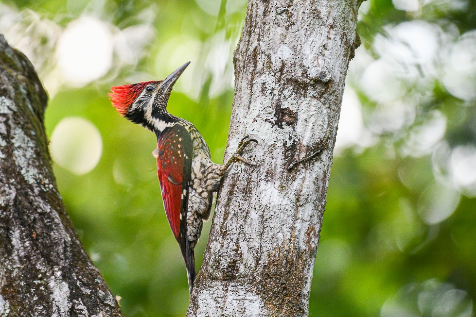 Red-backed Flameback - ML621427357