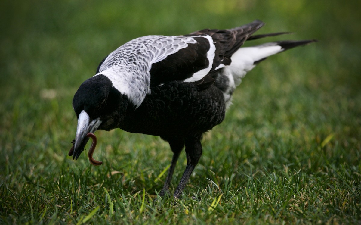 Australian Magpie (White-backed) - ML621427484