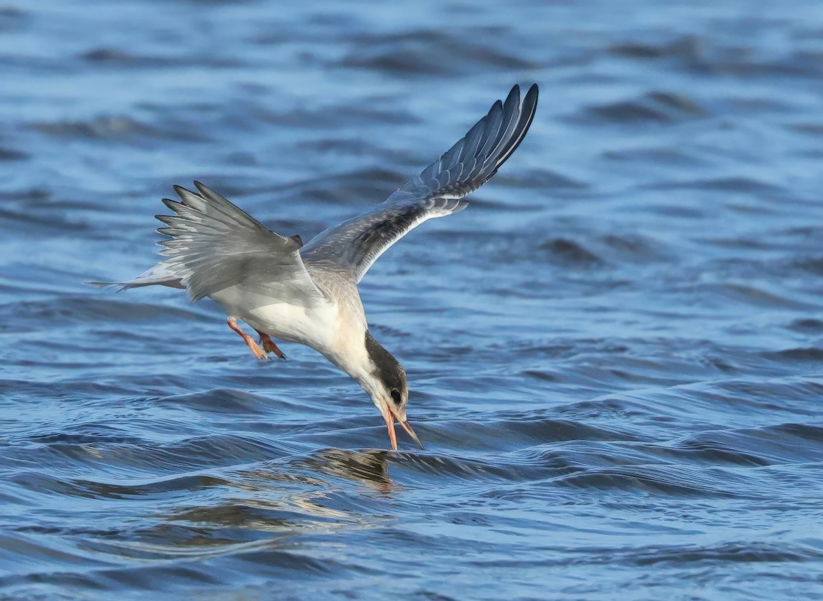 Common Tern - ML621427584