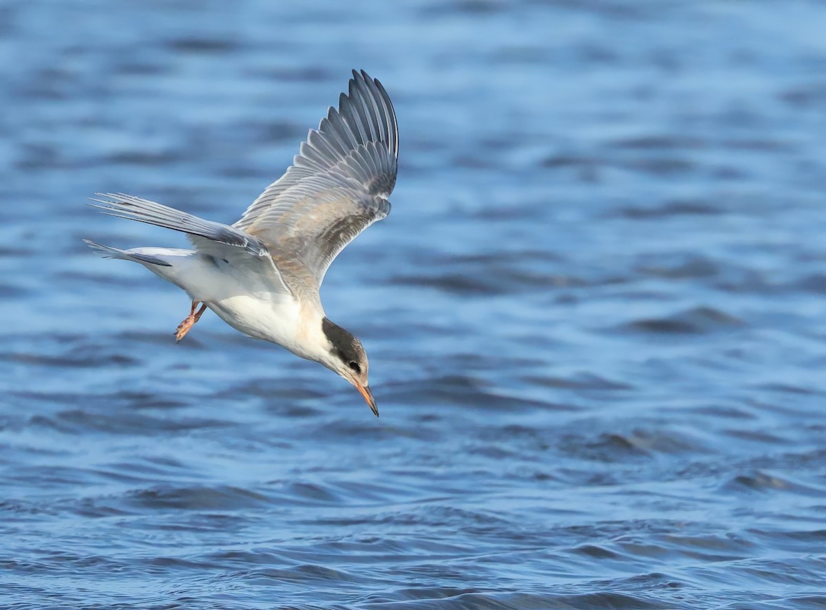 Common Tern - ML621427585