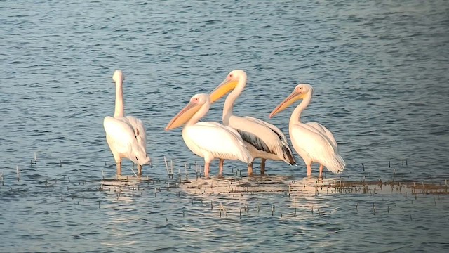 Great White Pelican - ML621427684