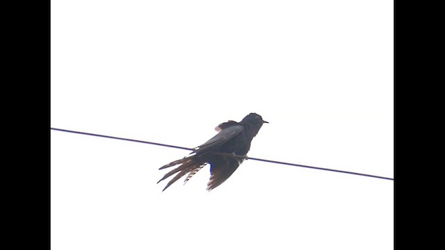 Fork-tailed Drongo-Cuckoo - ML621427828