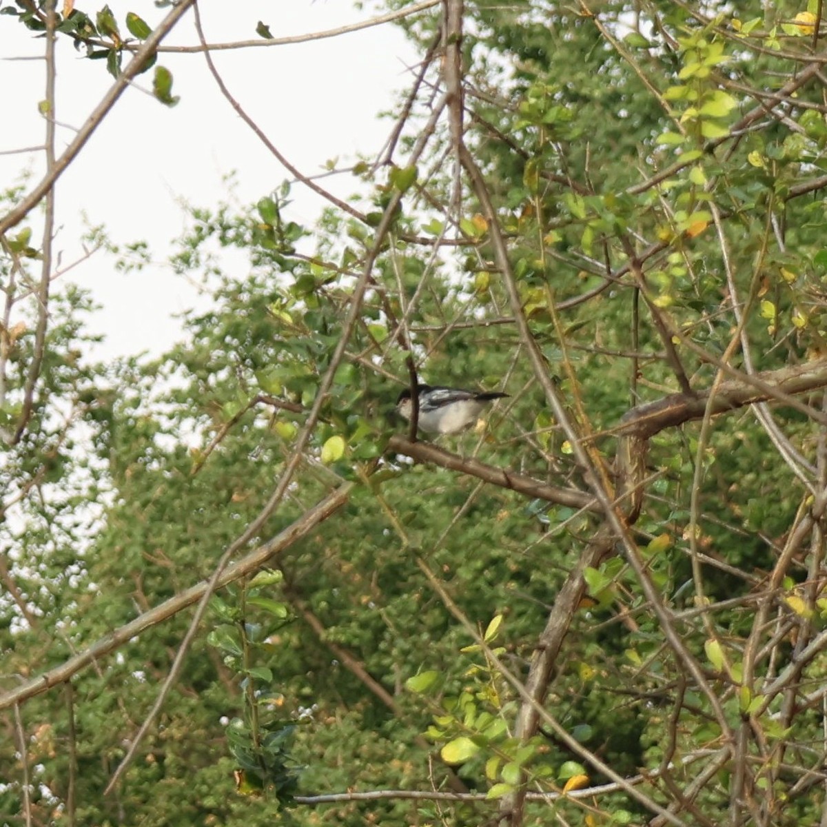 Black-backed Puffback - ML621427875