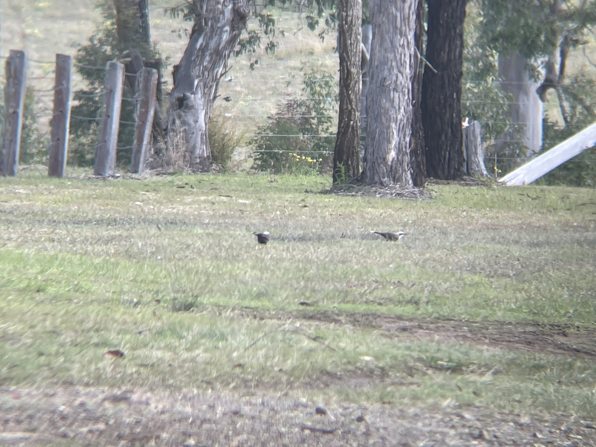 Gray-crowned Babbler - ML621427891
