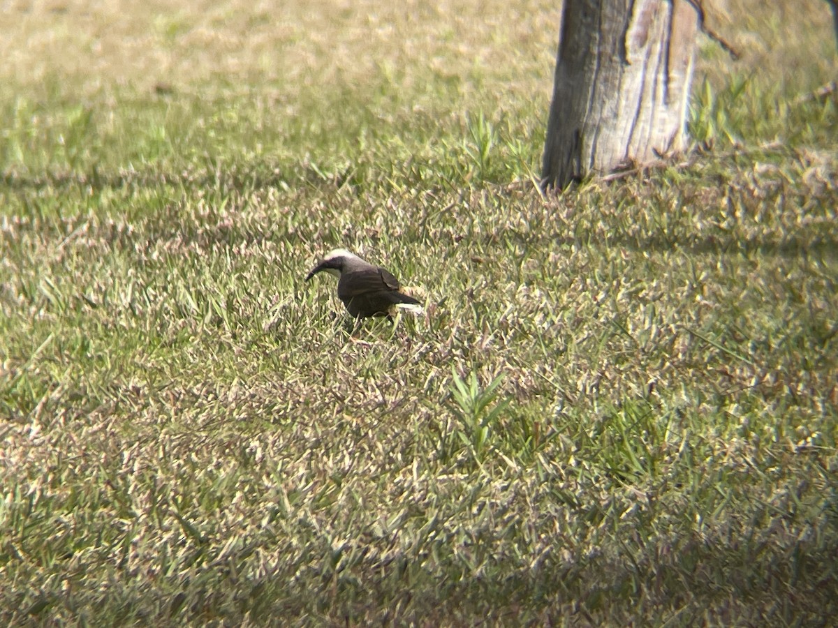 Gray-crowned Babbler - ML621427892