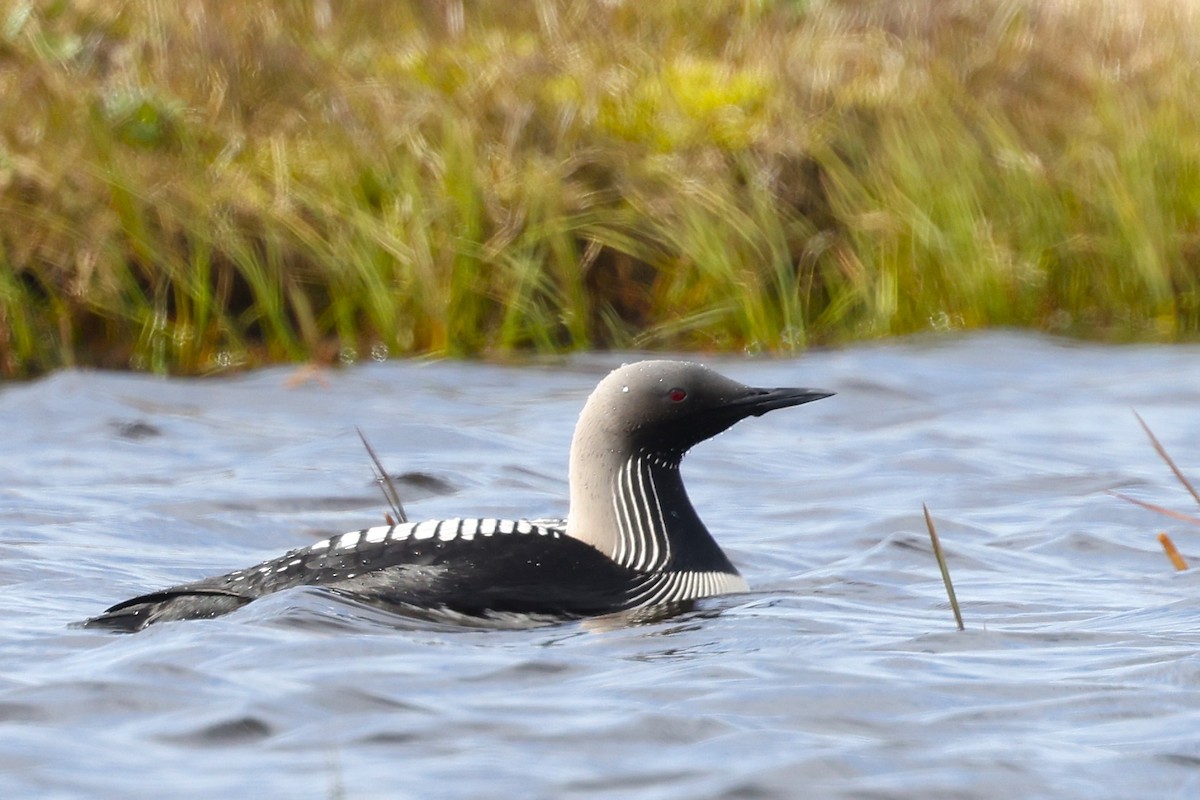 Pacific Loon - ML621427903