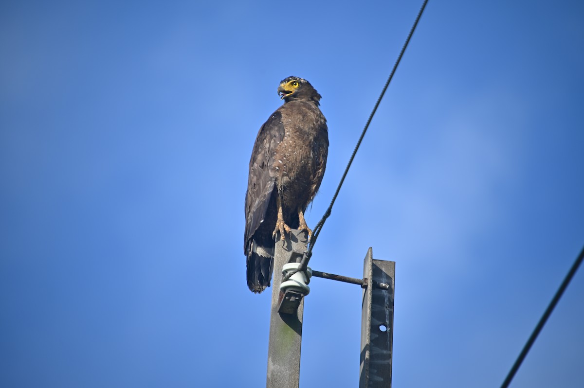 Crested Serpent-Eagle - ML621428070