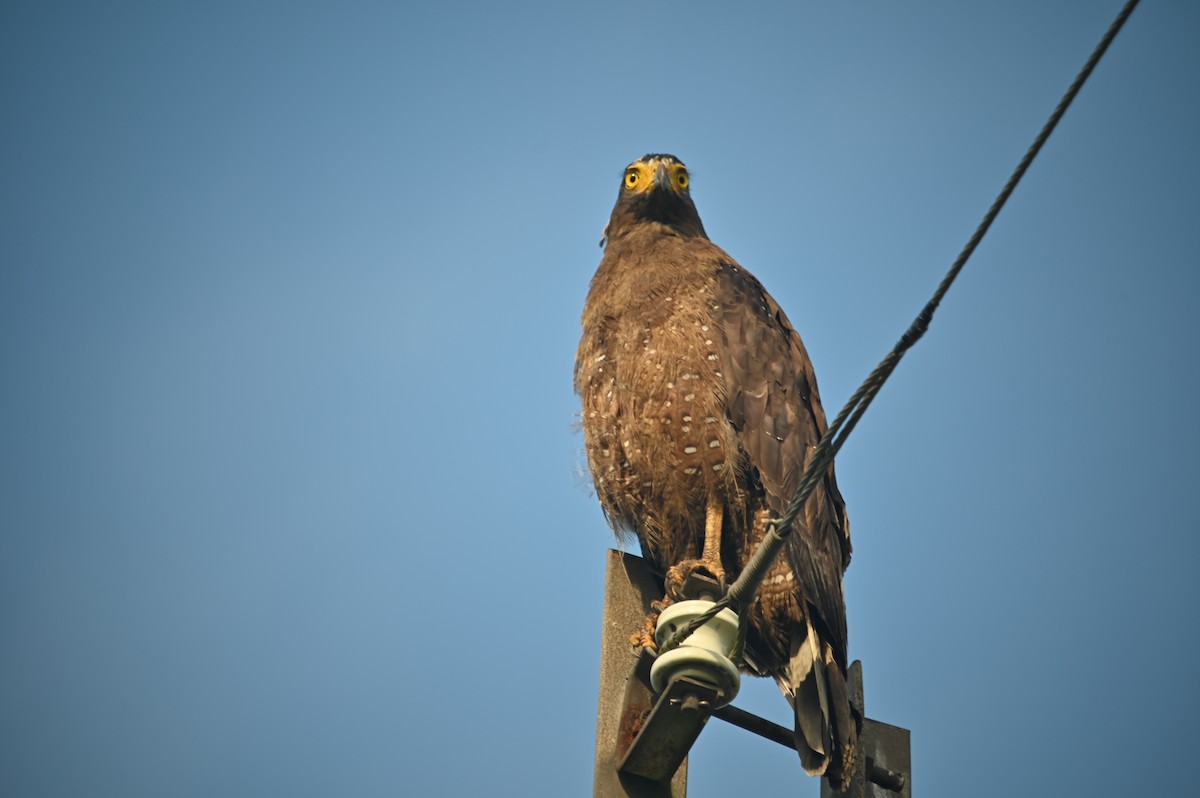 Crested Serpent-Eagle - ML621428072