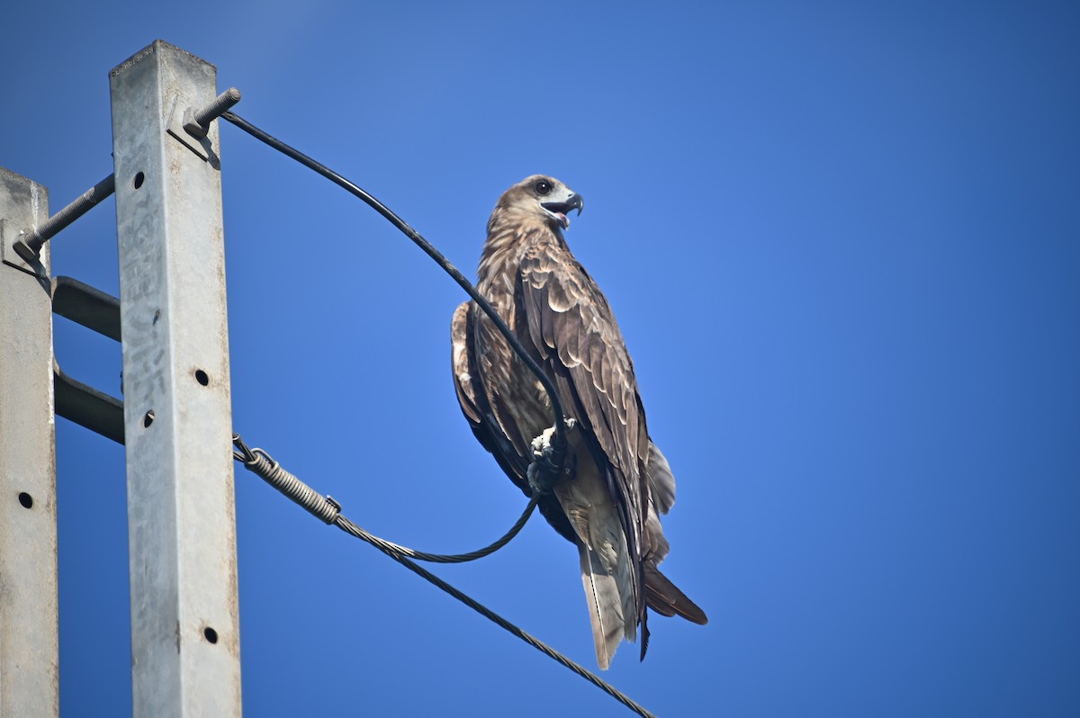 Black Kite - ML621428073