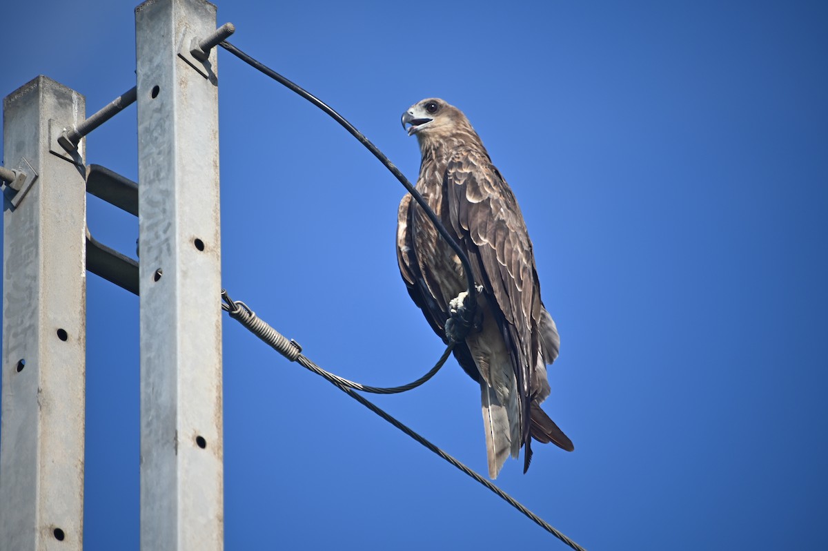 Black Kite - ML621428075
