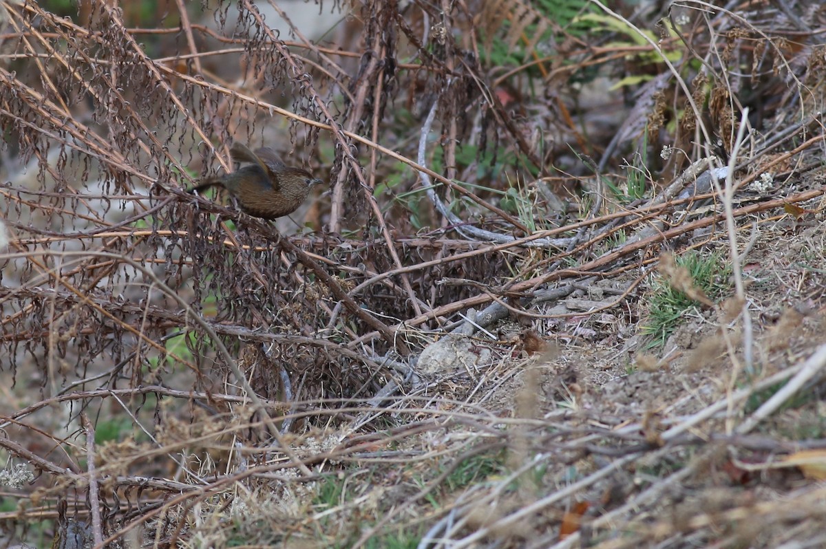 Bhutan Laughingthrush - ML62142811