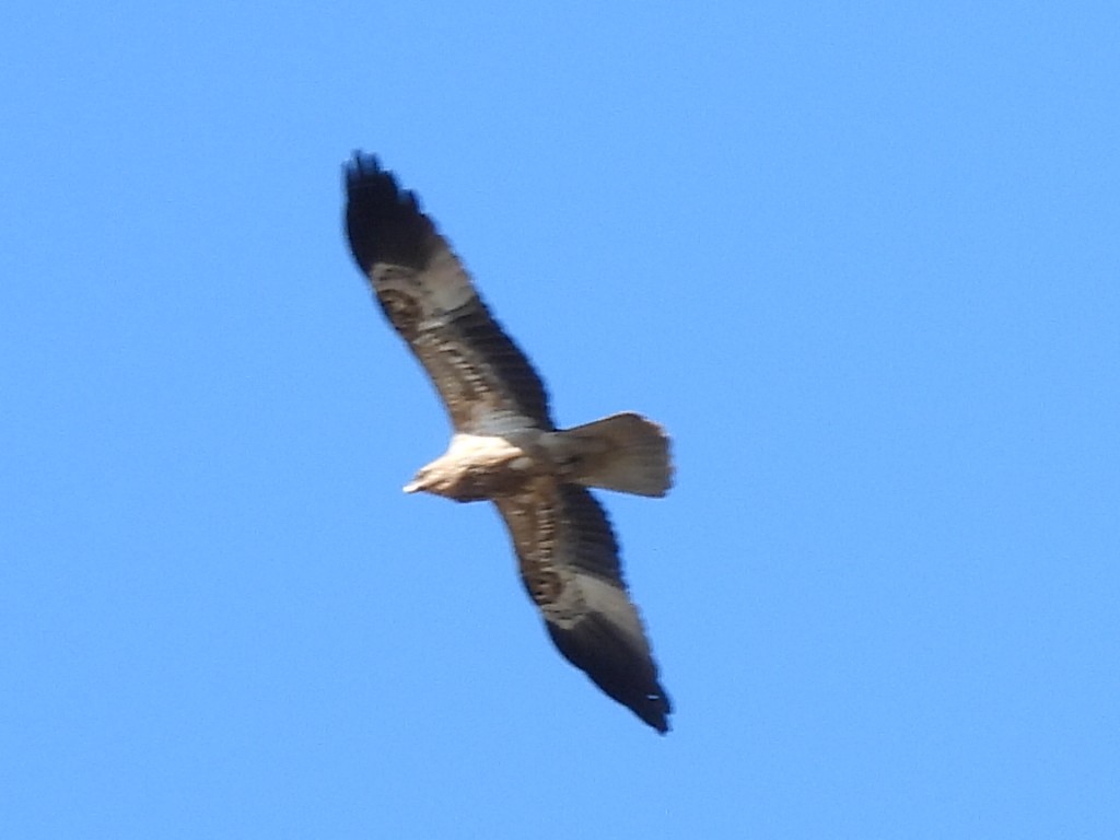 Whistling Kite - ML621428164