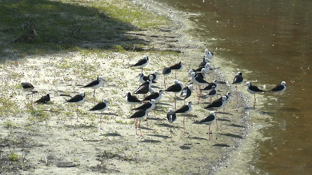 Pied Stilt - ML621428224