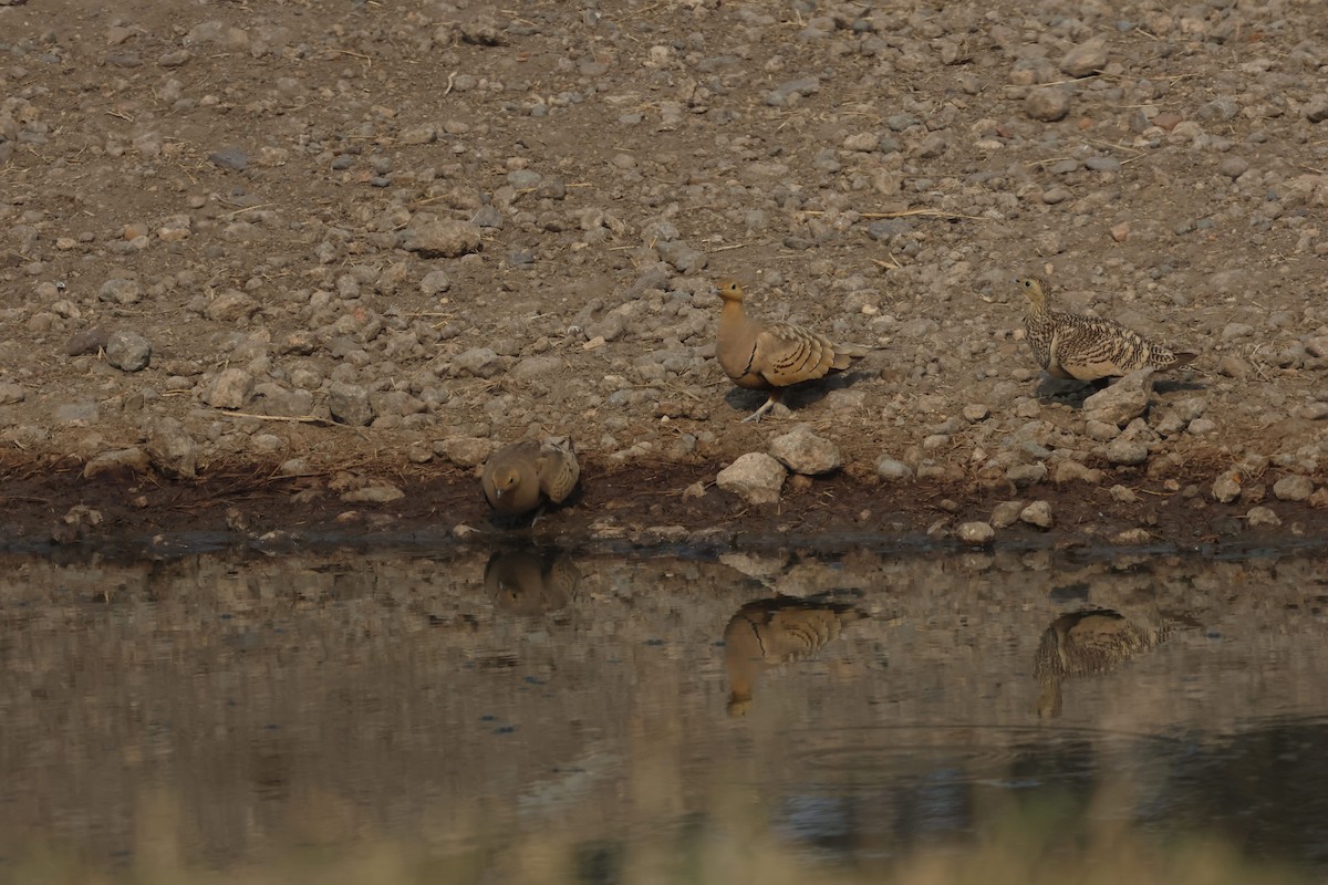 Chestnut-bellied Sandgrouse (African) - ML621428225