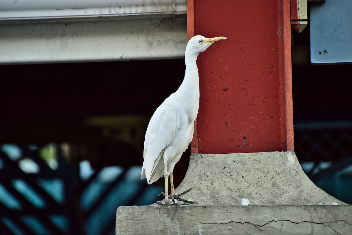 Western Cattle-Egret - ML621428227