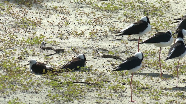 Pied Stilt - ML621428229