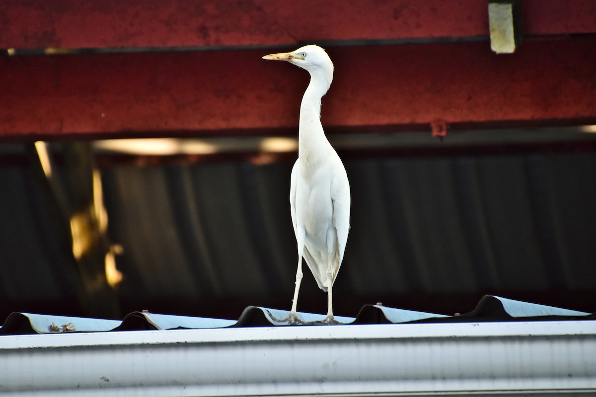 Western Cattle-Egret - ML621428241