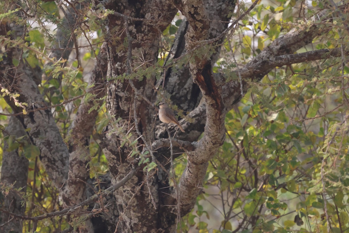 African Gray Flycatcher - ML621428267