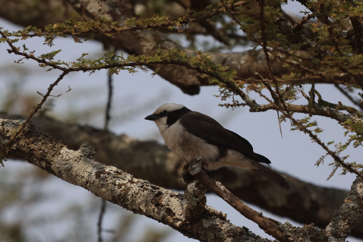 White-rumped Shrike - ML621428271