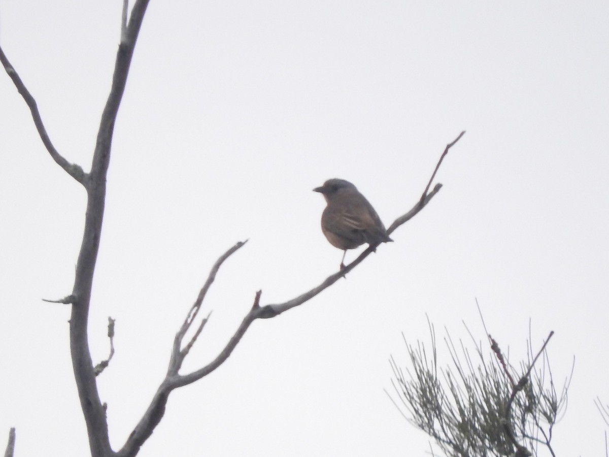 Crested Bellbird - ML621428277