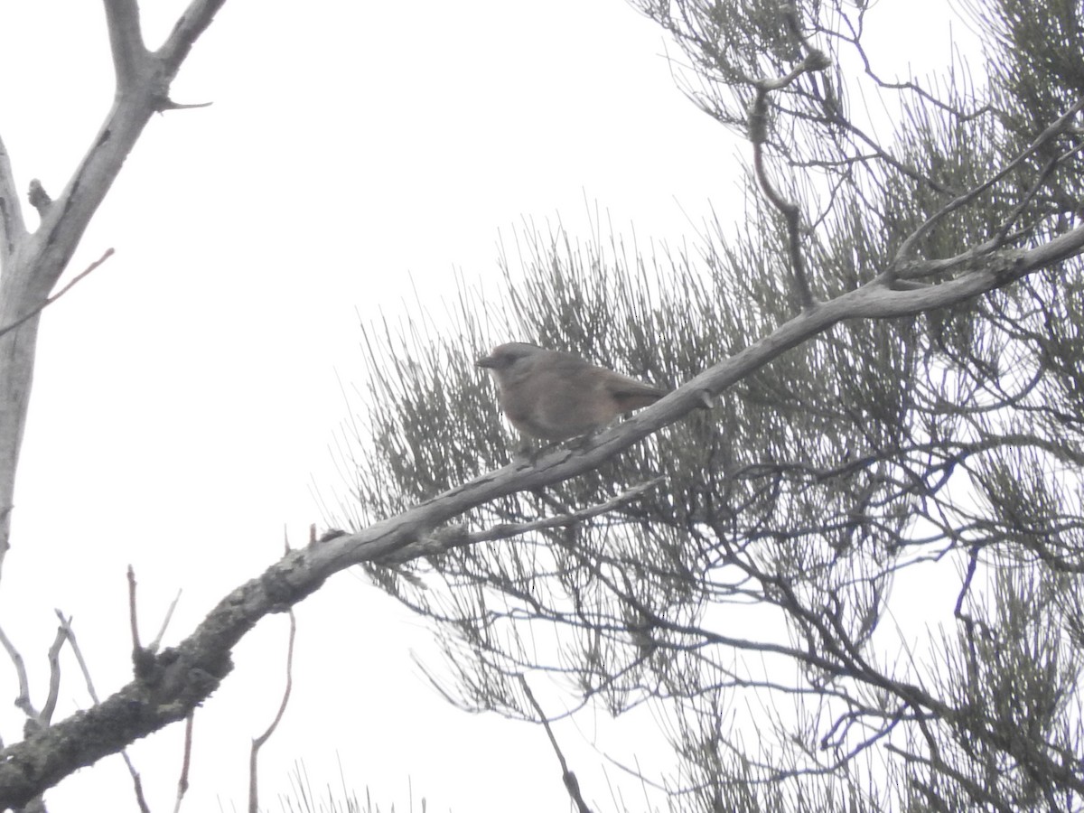 Crested Bellbird - ML621428279
