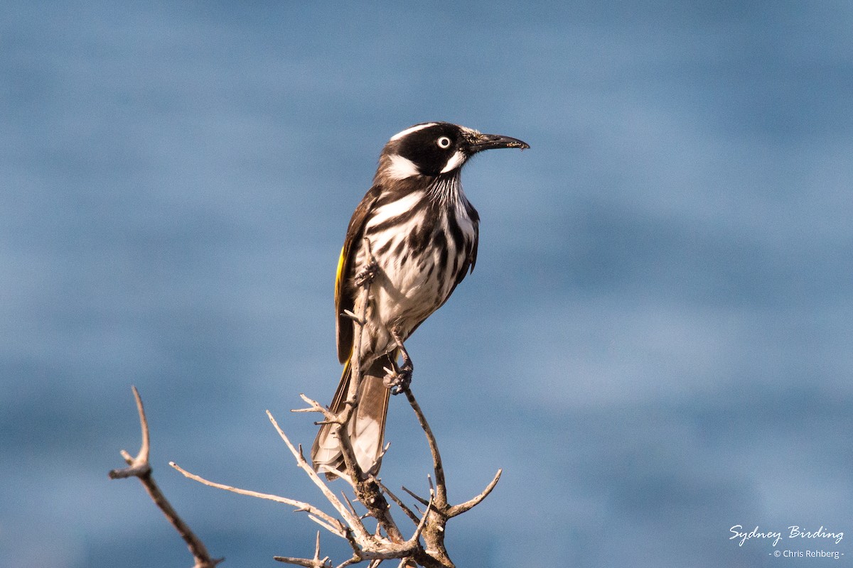 New Holland Honeyeater - ML621428318