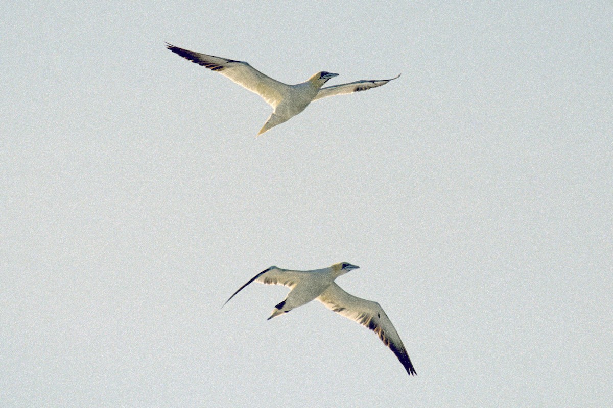 Northern Gannet - Yuh Woei Chong