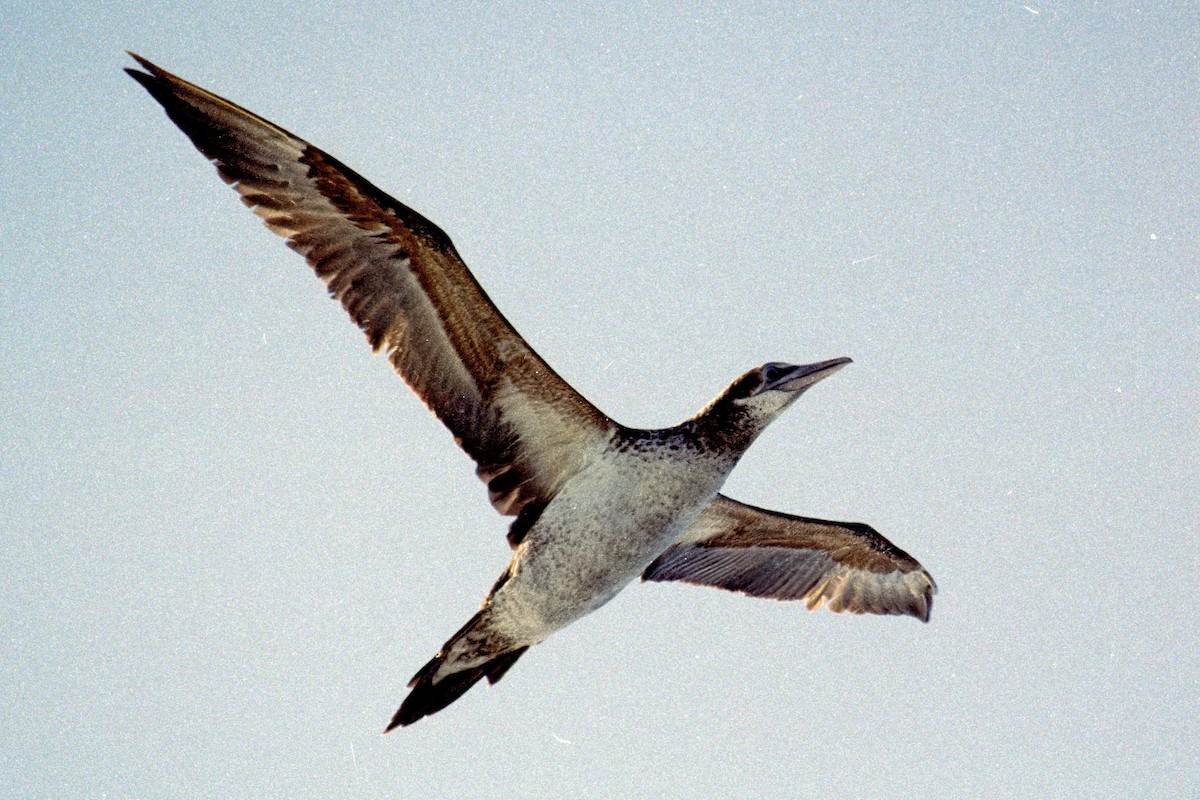 Northern Gannet - Yuh Woei Chong